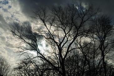 The trees of my Childhood, Brussels, Belgium © Etienne Pierart